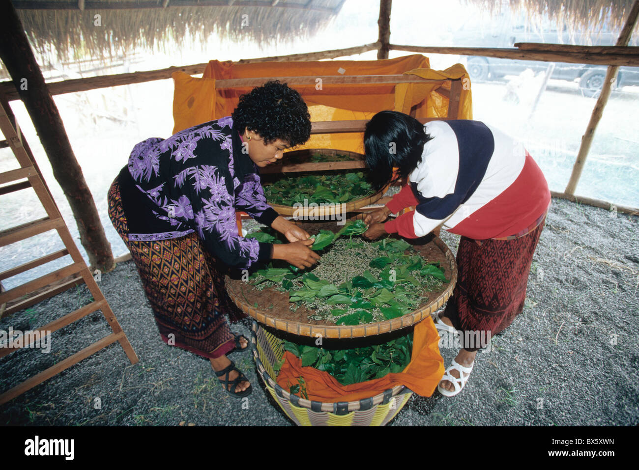 Seidenraupe Bauernhof, zwei Frauen, die Fütterung/Platzierung von Mulberry Blätter auf Tablett, Stockfoto