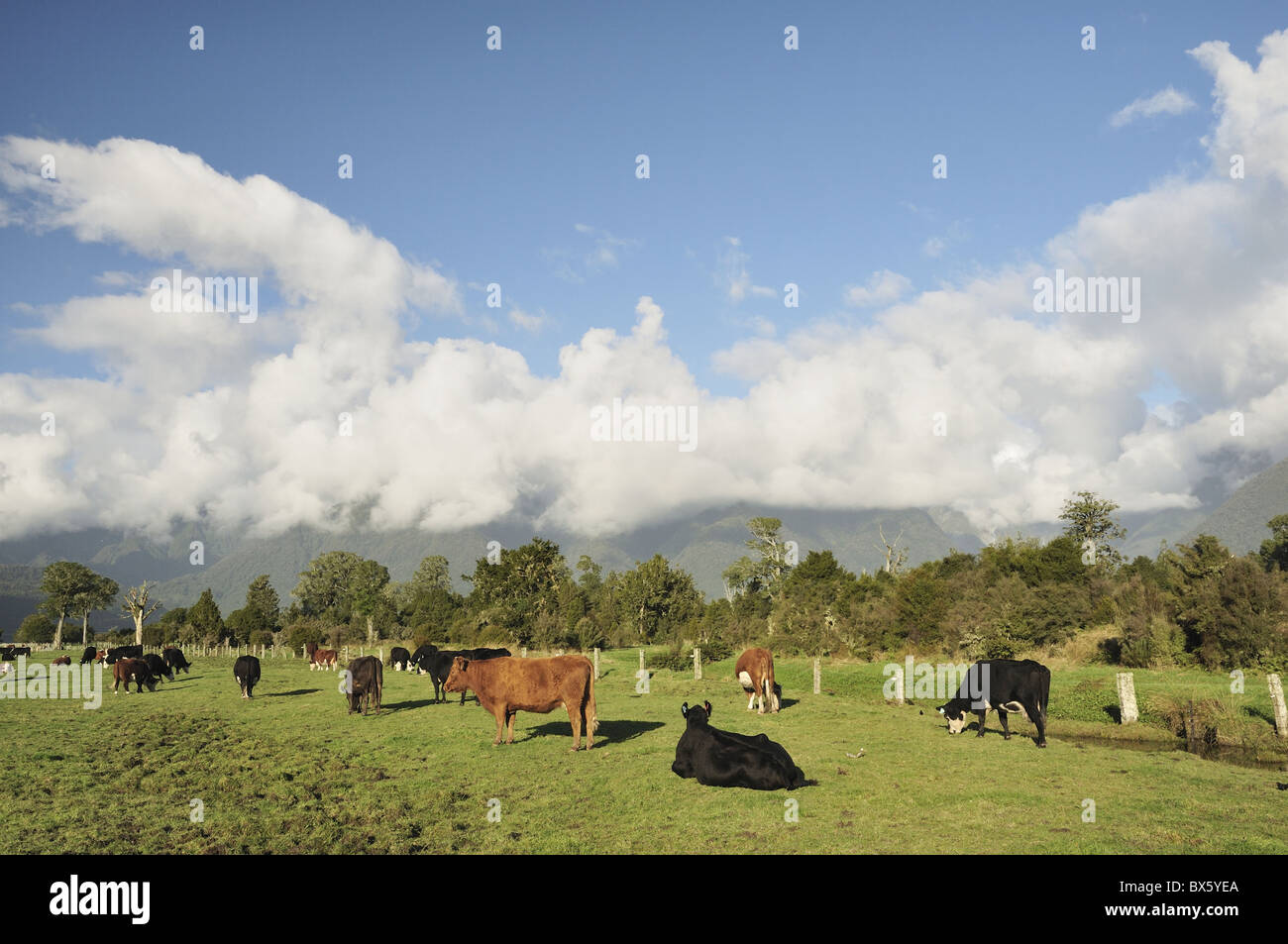 Rinder auf Ackerland, flach Cook, West Coast, Südinsel, Neuseeland, Pazifik Stockfoto