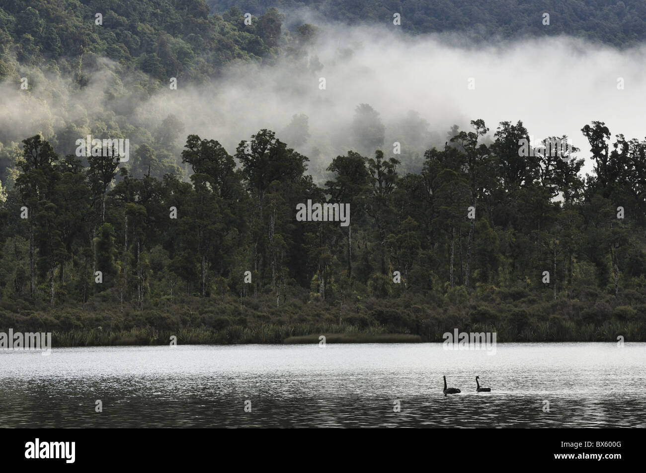 Schwarze Schwäne (Cygnus olor), am Lake Moeraki, West Coast, Südinsel, Neuseeland, Pazifik Stockfoto