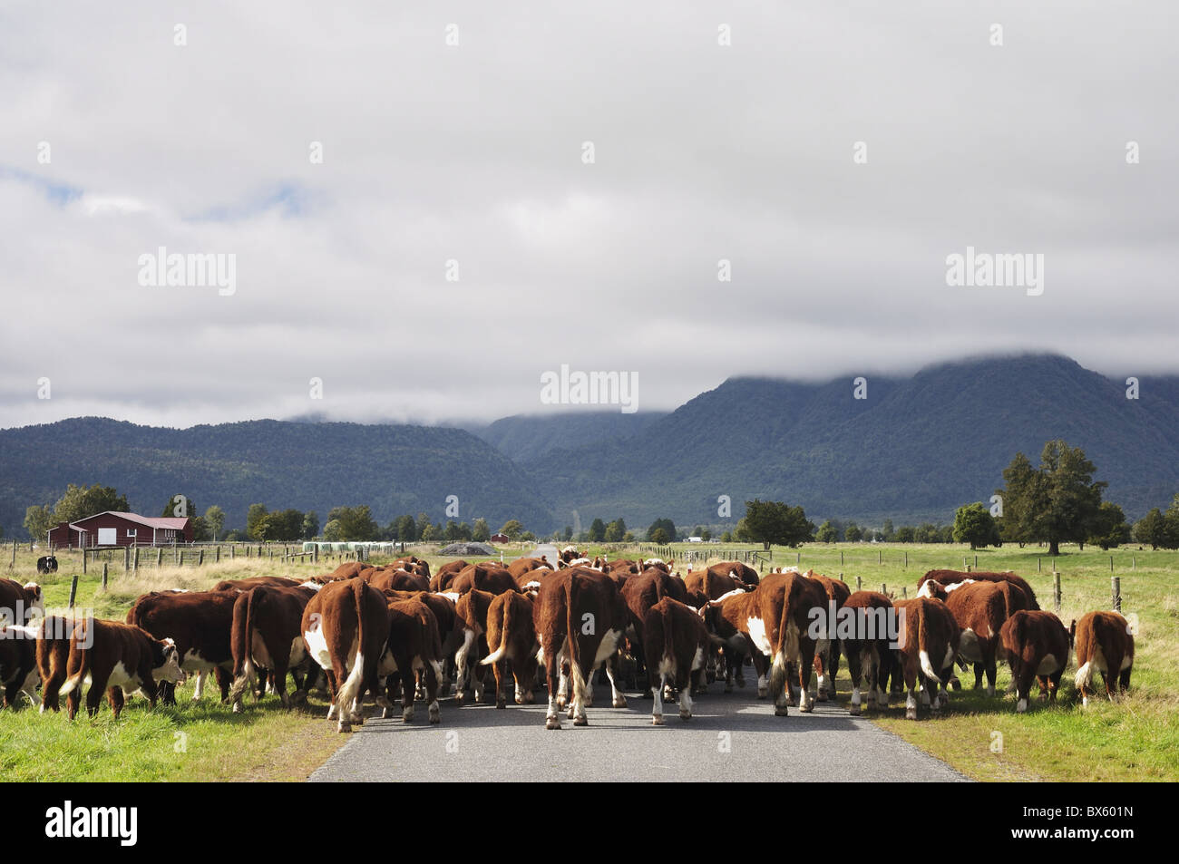 Rinder auf flachen Cook Road, in der Nähe von Fox Township, West Coast, Südinsel, Neuseeland, Pazifik Stockfoto