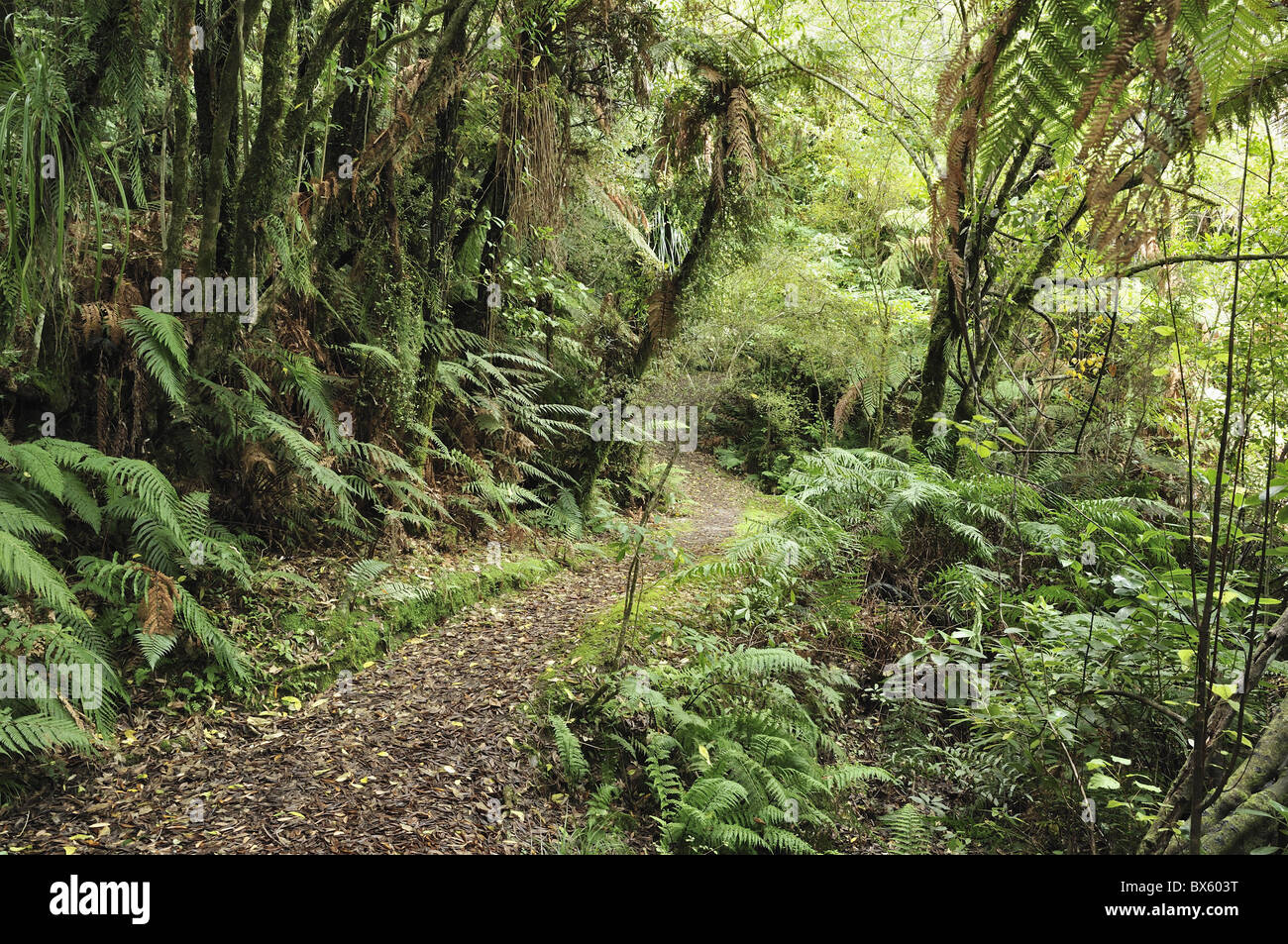 Native Wald, See Mahinapua, West Coast, Südinsel, Neuseeland, Pazifik Stockfoto