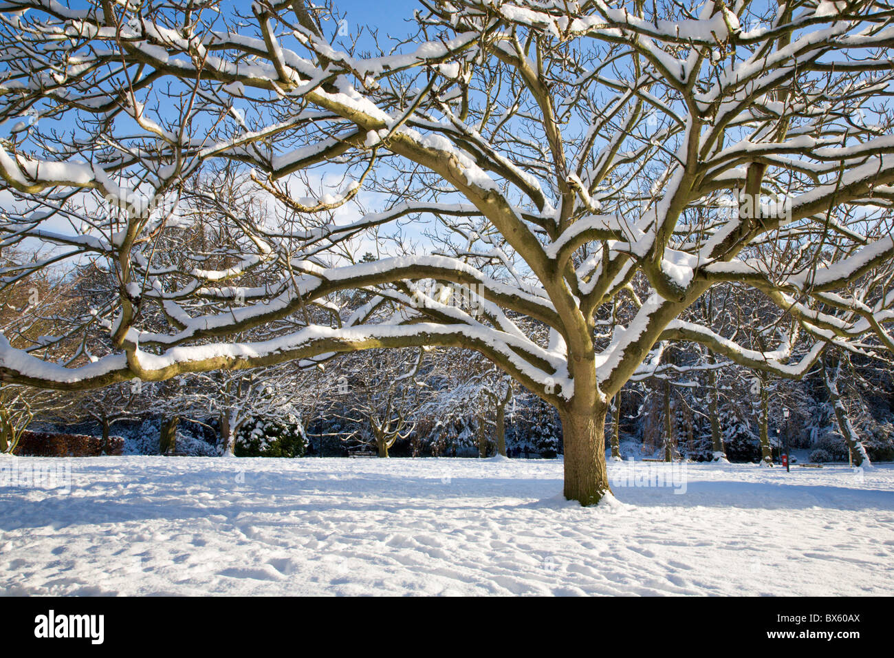 Schneebedeckten Baum in Valley Gardens Harrogate North Yorkshire England Stockfoto