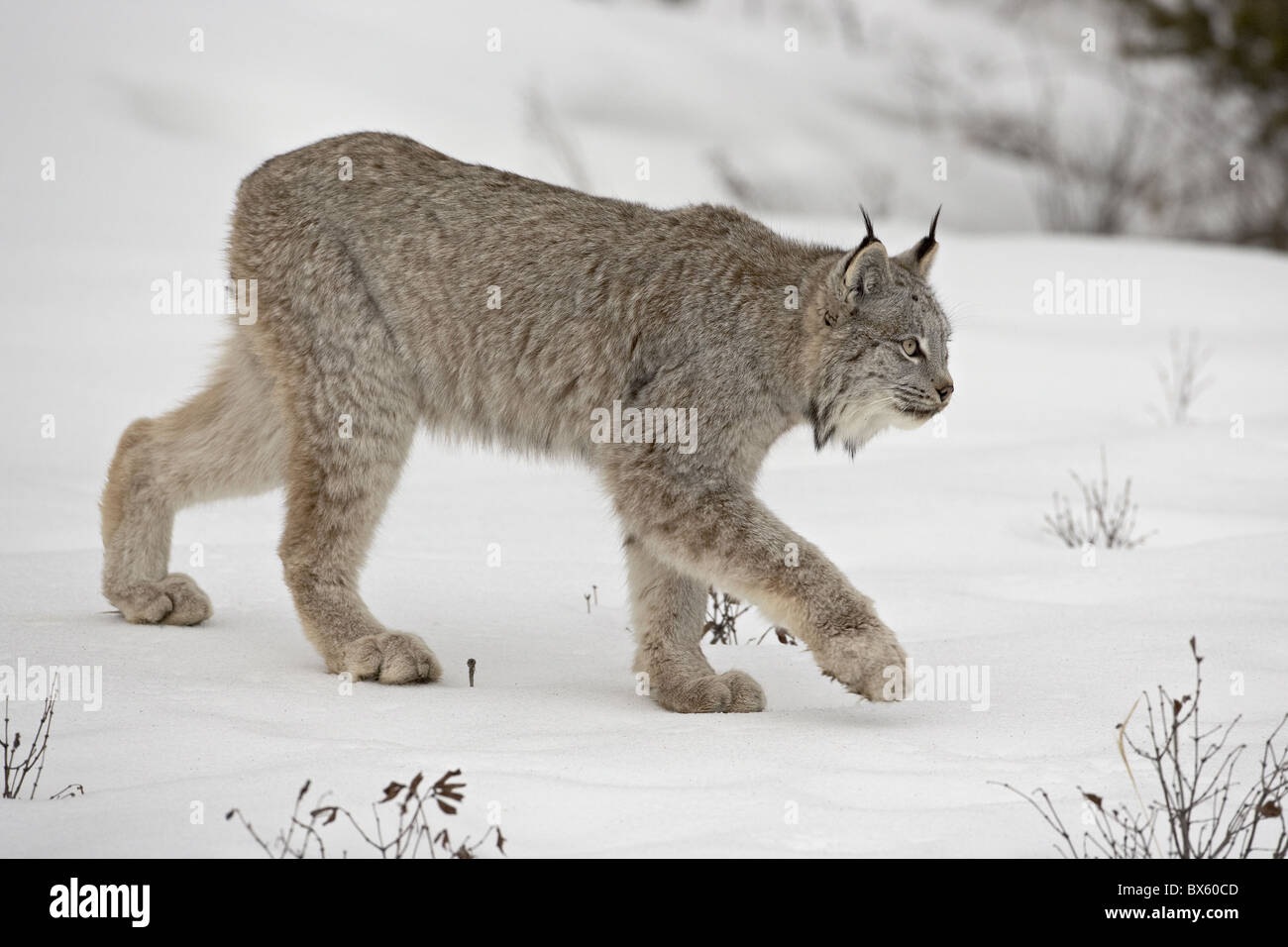 Kanadischer Luchs (Lynx Canadensis) im Schnee in Gefangenschaft, in der Nähe von Bozeman, Montana, Vereinigte Staaten von Amerika, Nordamerika Stockfoto