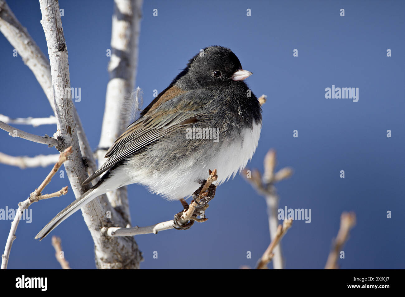 Oregon Junco (Junco Hyemalis Oreganus), ein Dark-Eyed Junco (Junco Hyemalis), Roxborough State Park, Colorado, USA Stockfoto