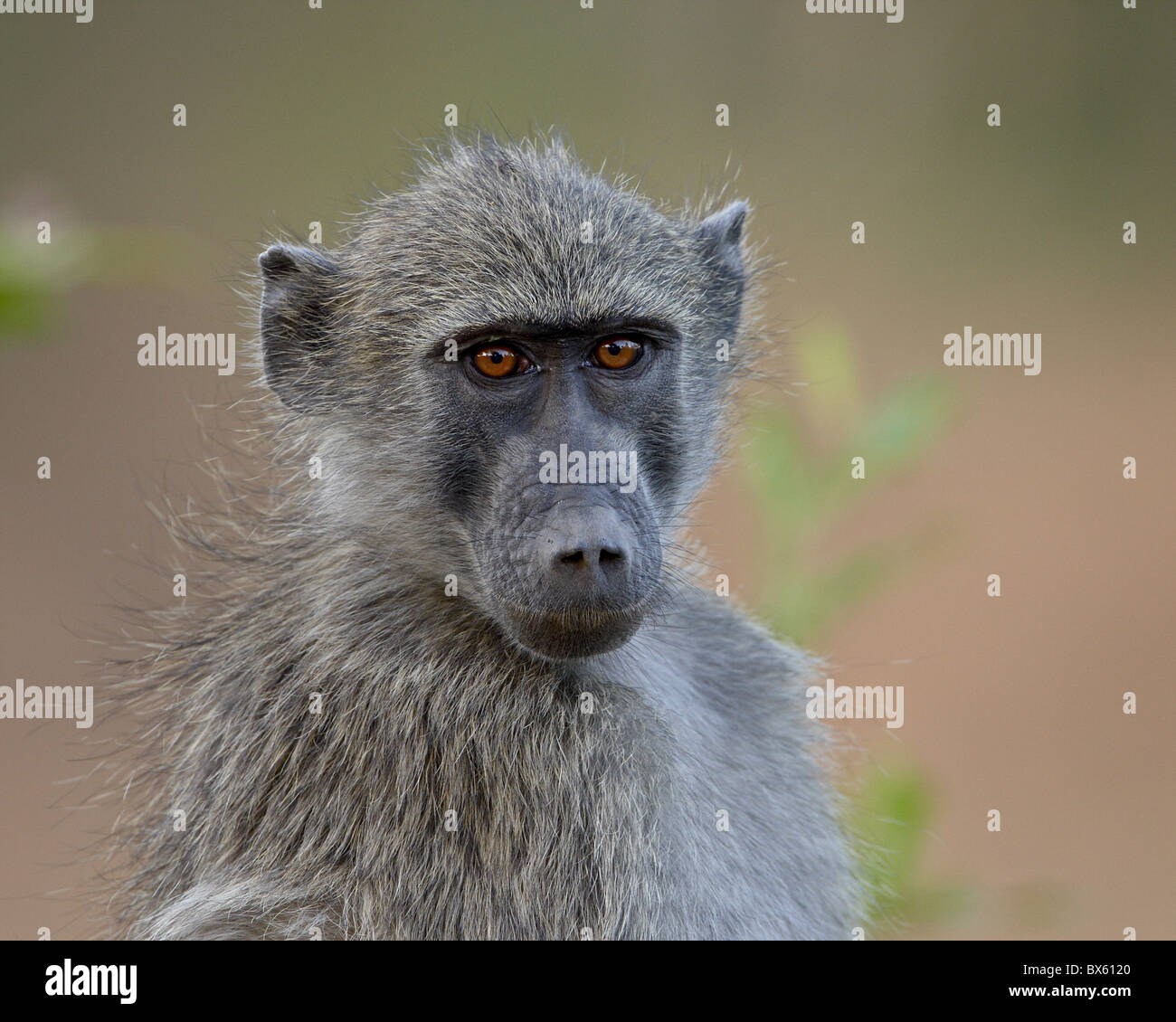 Chacma Pavian (Papio Ursinus), Krüger Nationalpark, Südafrika, Afrika Stockfoto