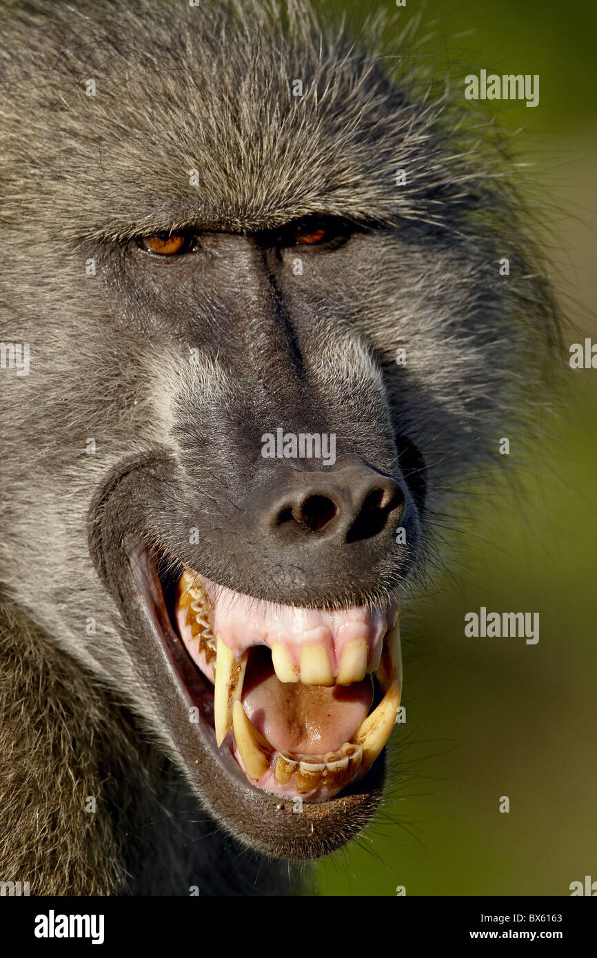 Chacma Pavian (Papio Ursinus) entblößt seine Zähne zu zeigen, Aggression, Krüger Nationalpark, Südafrika, Afrika Stockfoto