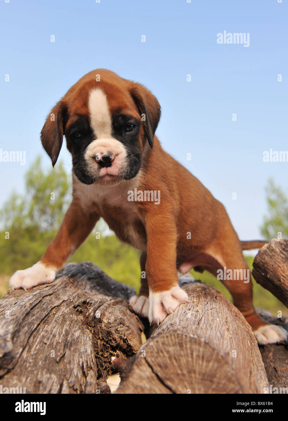 Boxer hund welpen -Fotos und -Bildmaterial in hoher Auflösung – Alamy