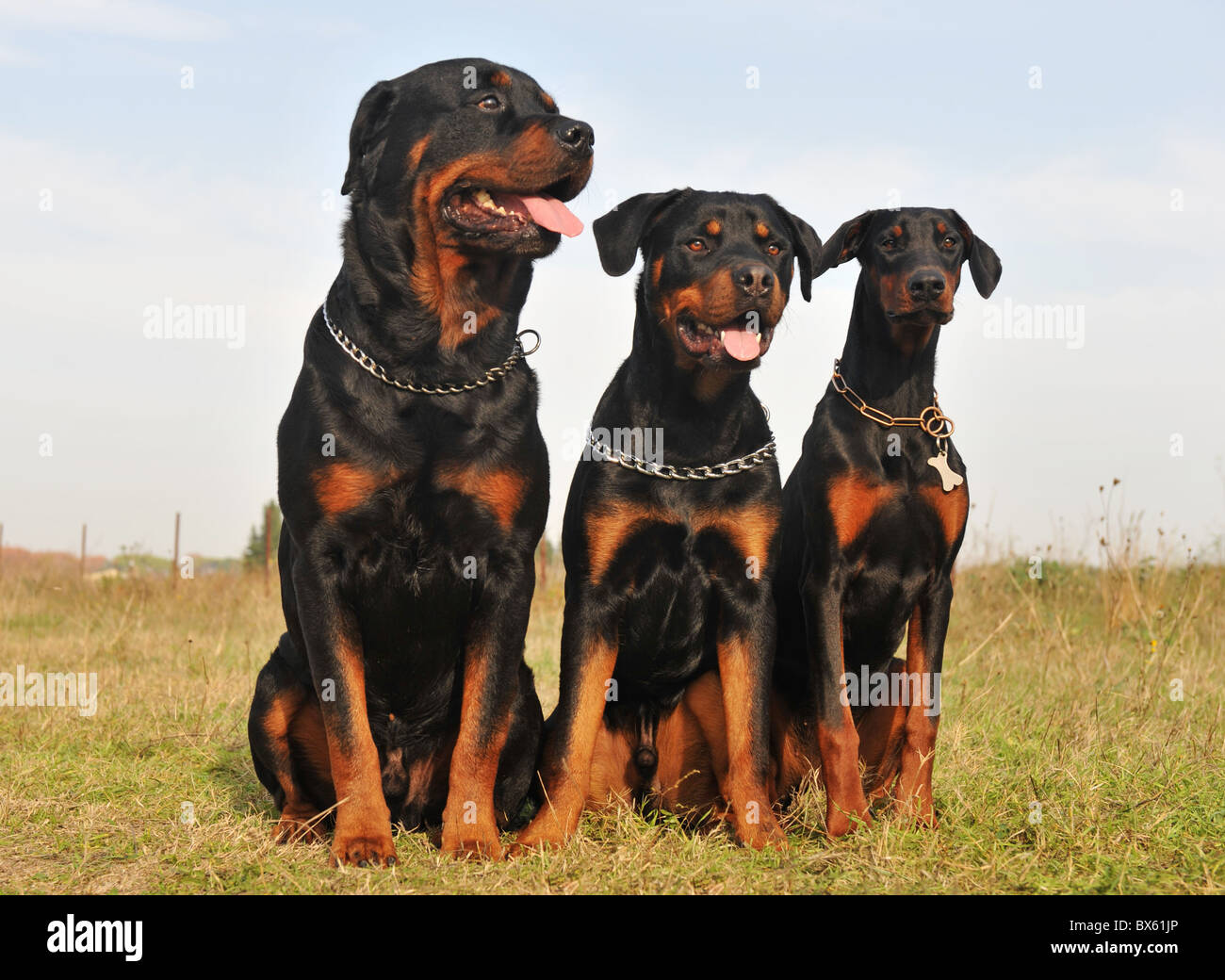drei Wachhunde sitzen in einem Feld Stockfoto