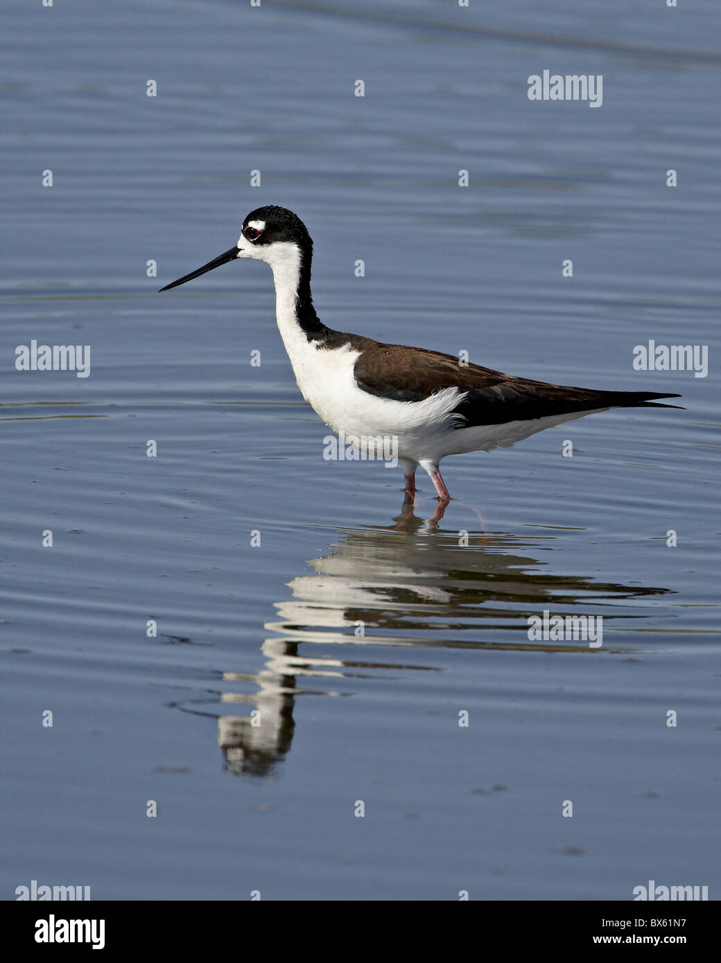 Schwarzhals-Stelzenläufer (Himantopus Mexicanus), Sonny Bono Salton Sea National Wildlife Refuge, Kalifornien, USA Stockfoto