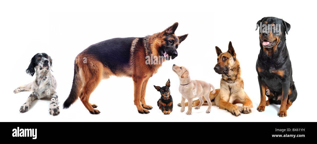 Gruppe von Hunden vor einem weißen Hintergrund Stockfoto