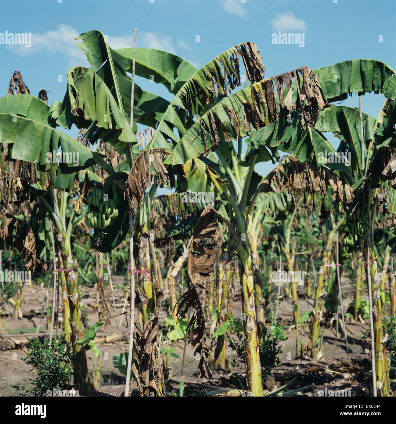 Bananenpflanzen stark verwüstet durch Wind und gelbe Sigatoka (Mycosphaerella Musicola), Thailand Stockfoto