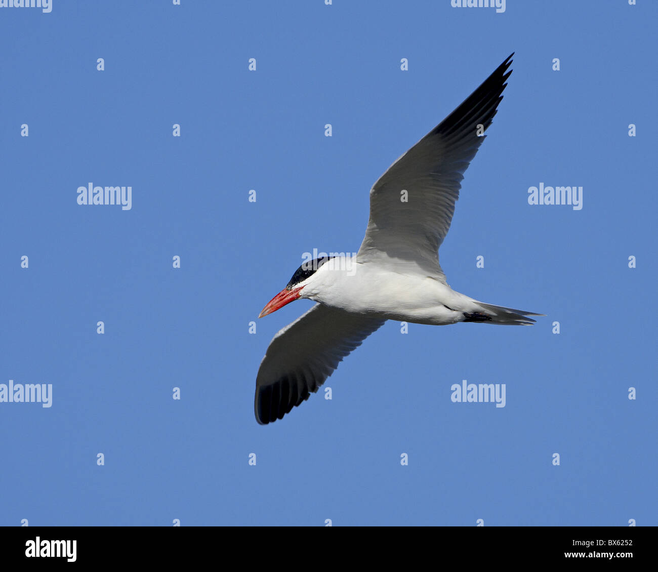 Raubseeschwalbe (Sterna Caspia) in der Zucht Gefieder im Flug, Salton Sea, Kalifornien, Vereinigte Staaten von Amerika, Nordamerika Stockfoto