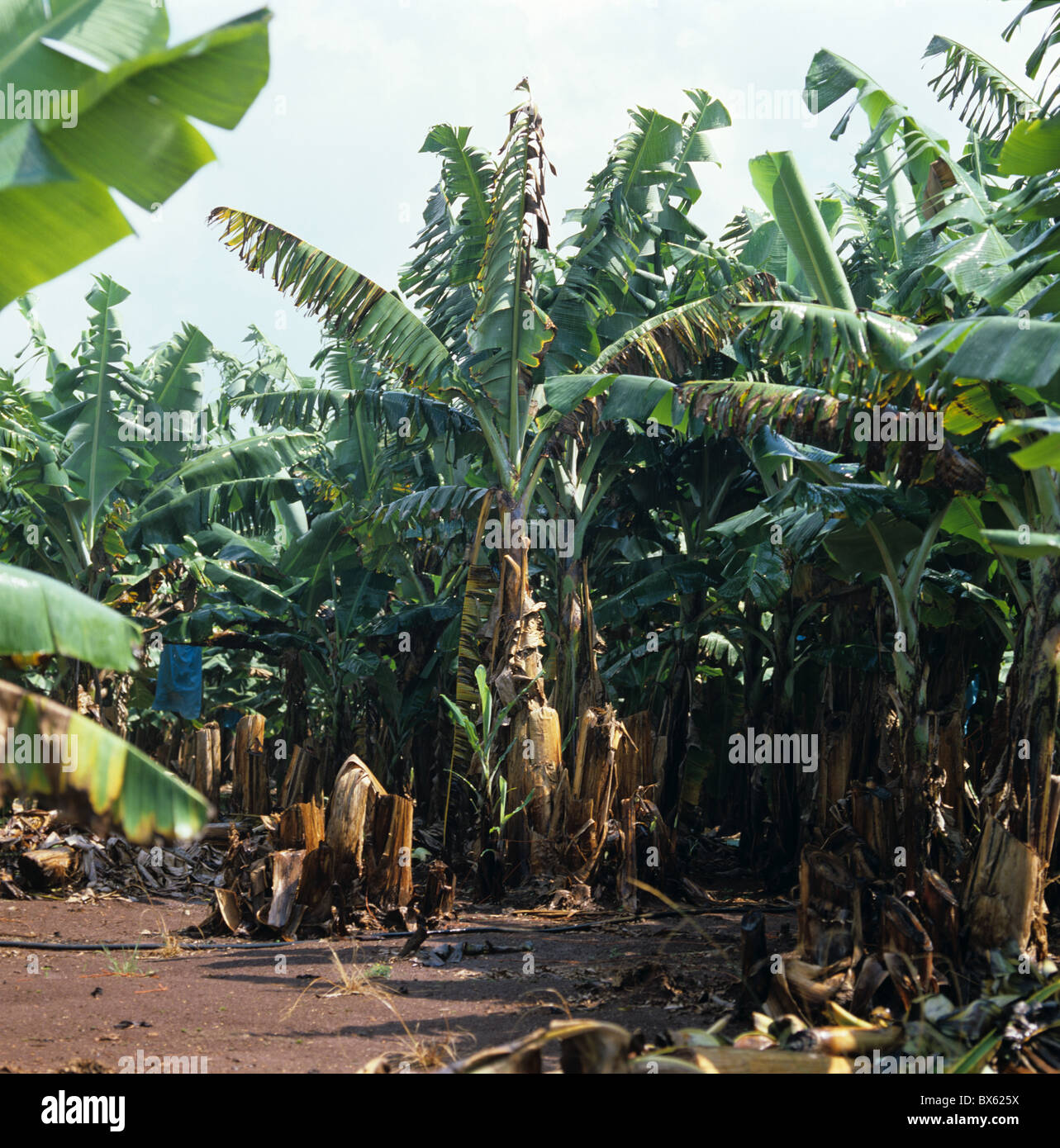 Panama Krankheit (Fusarium Oxysporum) Verwüstung in reifen südafrikanischen Bananenplantage Stockfoto