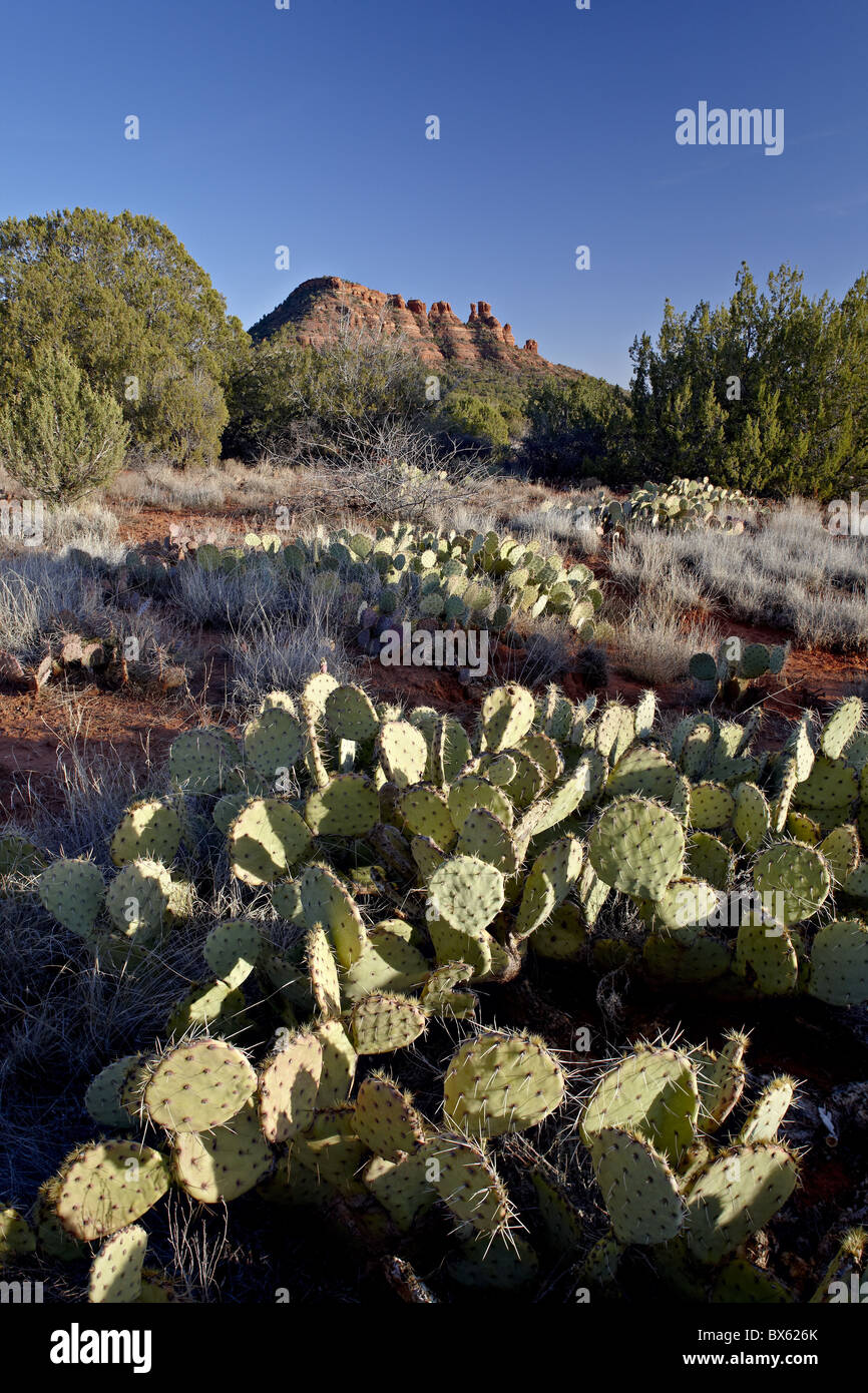 Feigenkaktus und Hahnenkamm Bildung, Coconino National Forest, Arizona, Vereinigte Staaten von Amerika, Nordamerika Stockfoto