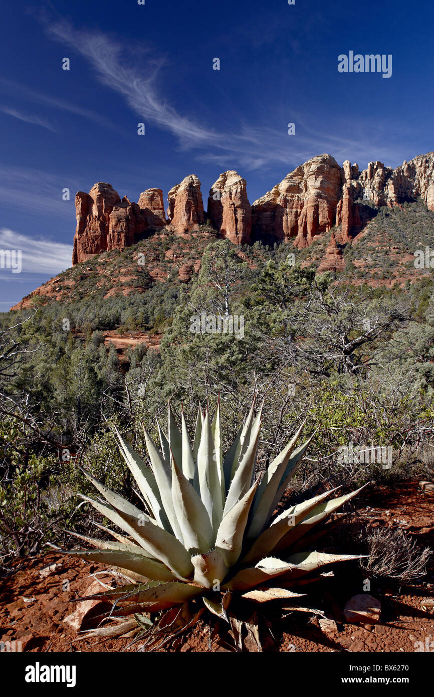 Roten Felsformationen und einer Agave Pflanze, Coconino National Forest, Arizona, Vereinigte Staaten von Amerika, Nordamerika Stockfoto