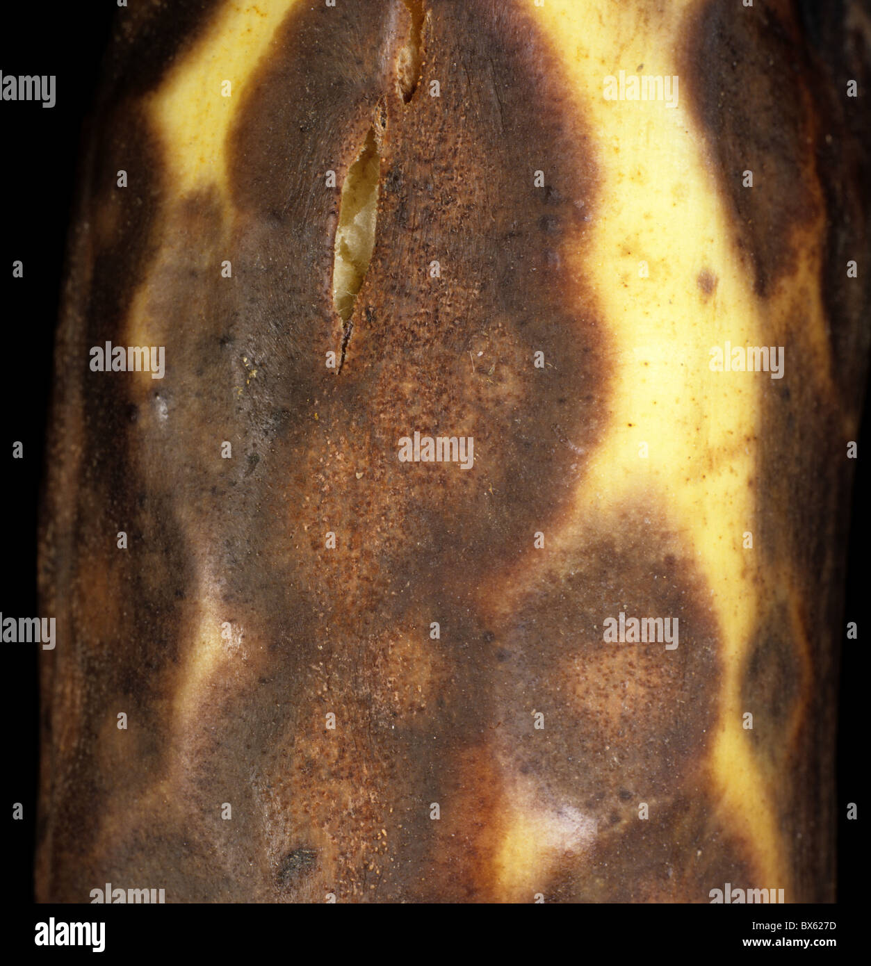 Anthraknose (Colletotrichum Musen) eine Speicherkrankheit an reife Banane Frucht, Kolumbien Stockfoto