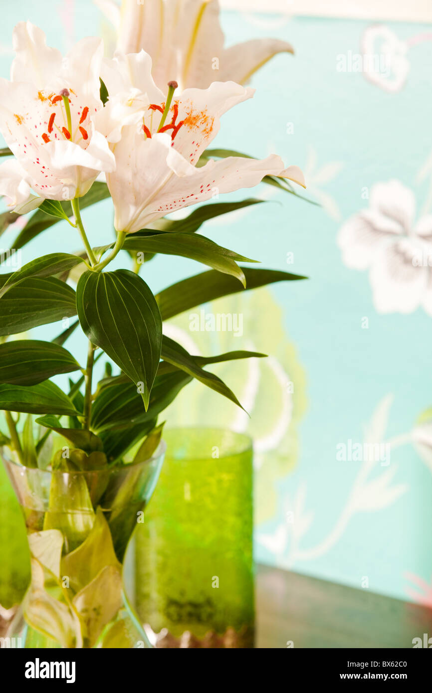 Weiße Lilie in einer Vase. Schweden Stockfoto
