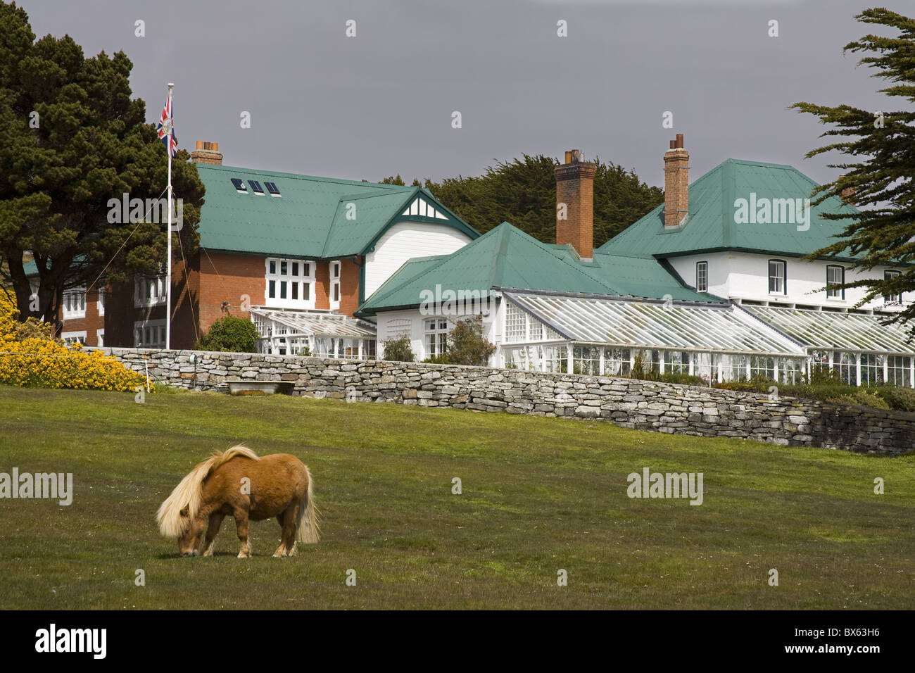 Pferd und Goverment House in Port Stanley, Falklandinseln (Malwinen), Südamerika Stockfoto