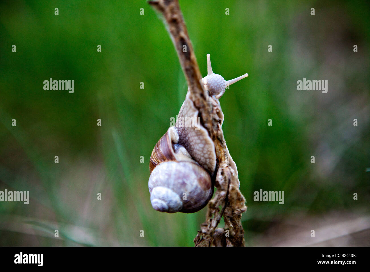 Helix Pomatia gemeinsamen Namen der Burgunder Schnecken römische Schnecke essbare Schnecken oder Schnecken ist eine Art von großen essbaren luftatmenden Stockfoto