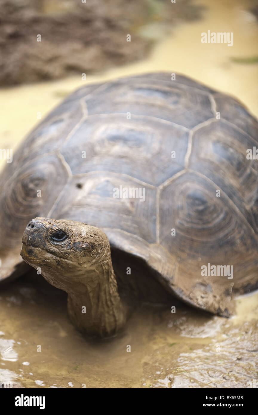 Riesenschildkröte an Galapaguera de Cerro Colorado, Brutzentrum, Isla San Cristobal, Galapagos, UNESCO Website, Ecuador Stockfoto