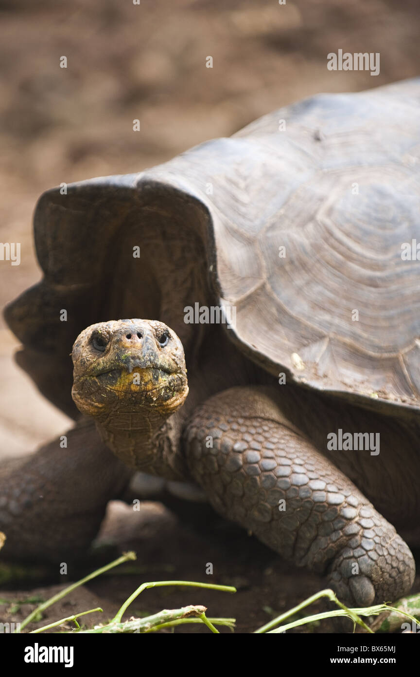 Riesenschildkröte an Galapaguera de Cerro Colorado, Brutzentrum, Isla San Cristobal, Galapagos, UNESCO Website, Ecuador Stockfoto