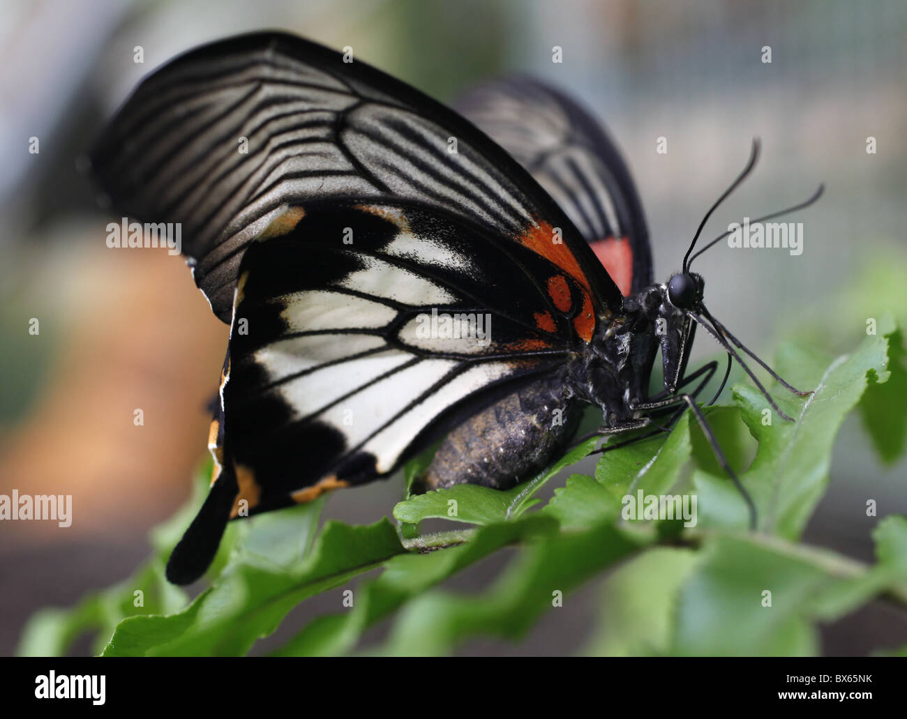 Papilio Lowi (Asian Swallow Tail Schmetterling) im Gewächshaus Fata Morgana der Prager botanischen Garten. (CTK Foto/Rene Fluger) Stockfoto