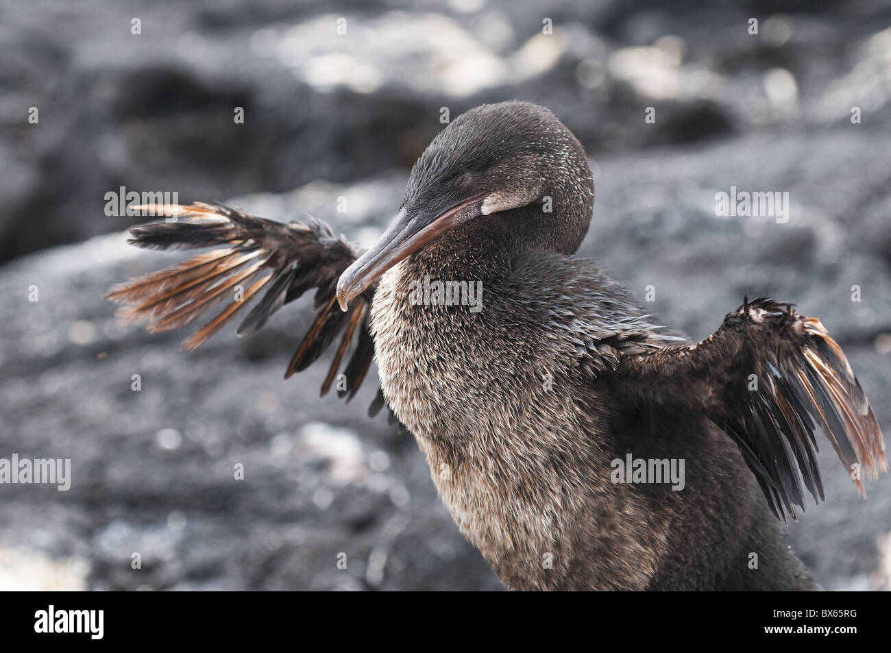 Flugunfähige Kormorane, Espinosa Point, Isla Fernandina, Galapagos-Inseln, UNESCO-Weltkulturerbe, Ecuador Stockfoto