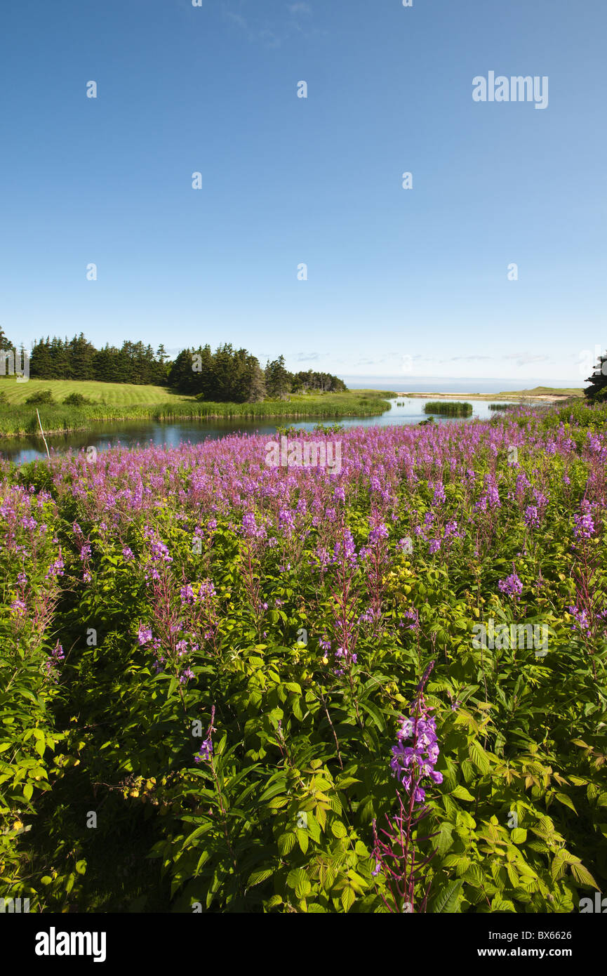 Feld in der Nähe von Lakeville, Prince Edward Island, Kanada, Nordamerika Stockfoto