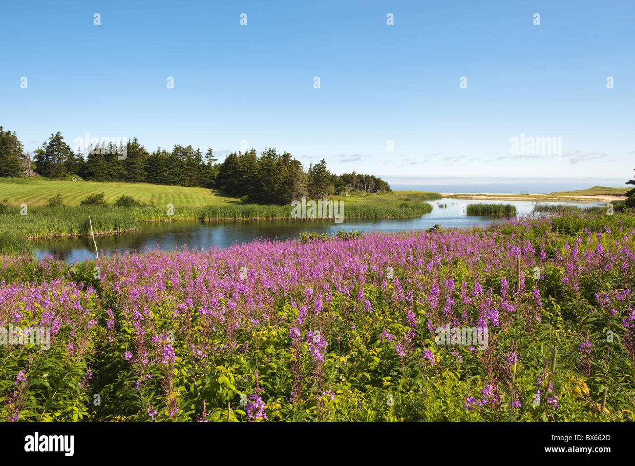 Feld in der Nähe von Lakeville, Prince Edward Island, Kanada, Nordamerika Stockfoto