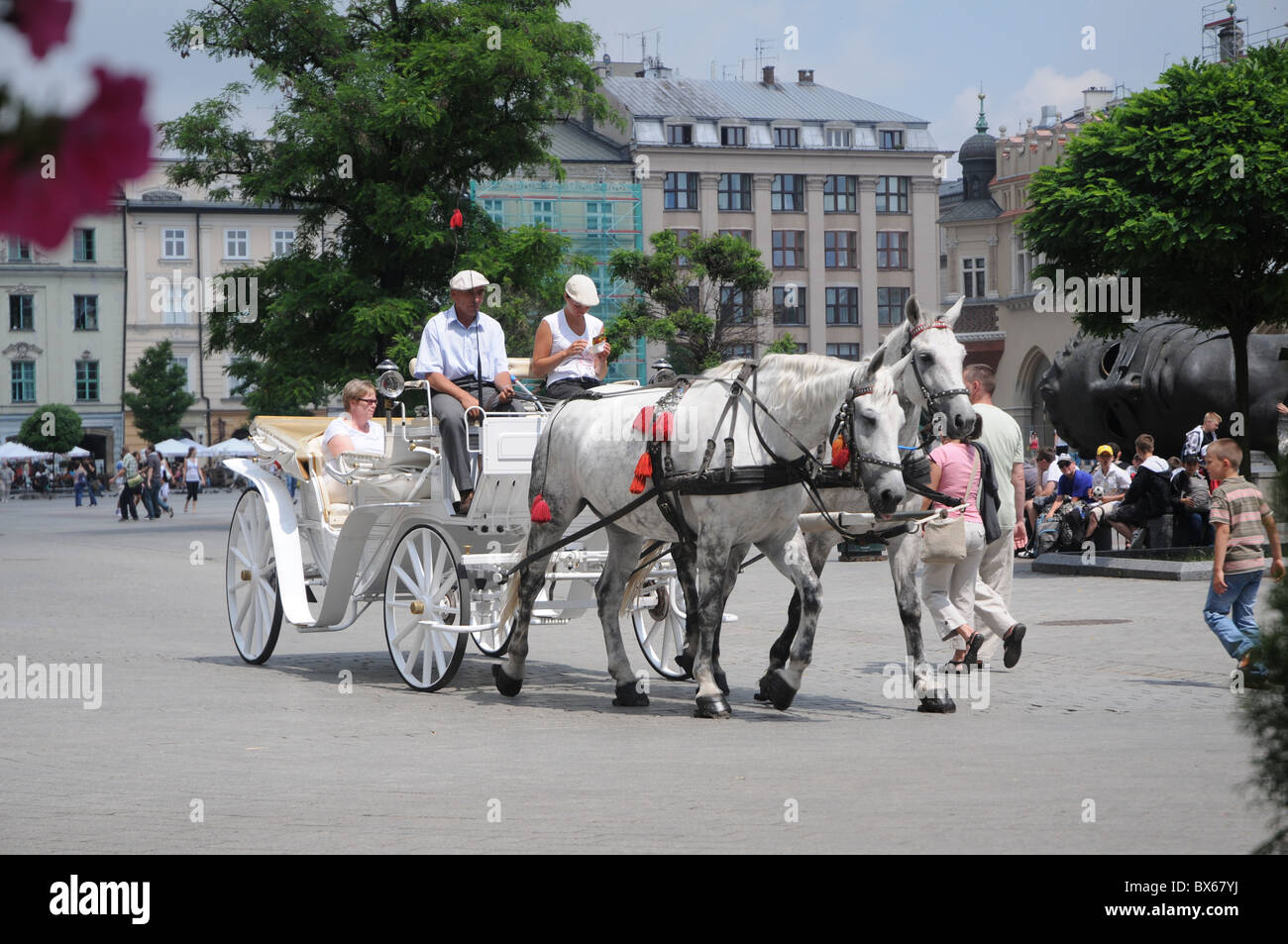 weißes Pferd und Kutsche wird angetrieben durch die Altstadt von Krakau in Polen Stockfoto