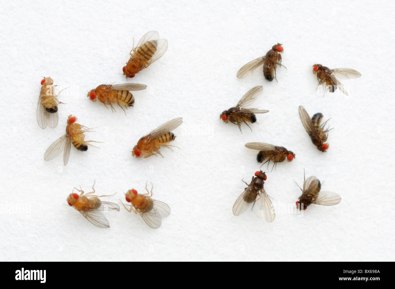Fruchtfliege, Drosophila Melanogaster, Farbvariante. Auf der linken Seite sind Wildtyp fliegen, auf der rechten Seite ist Ebenholz Körper Farbe Mutation. Stockfoto