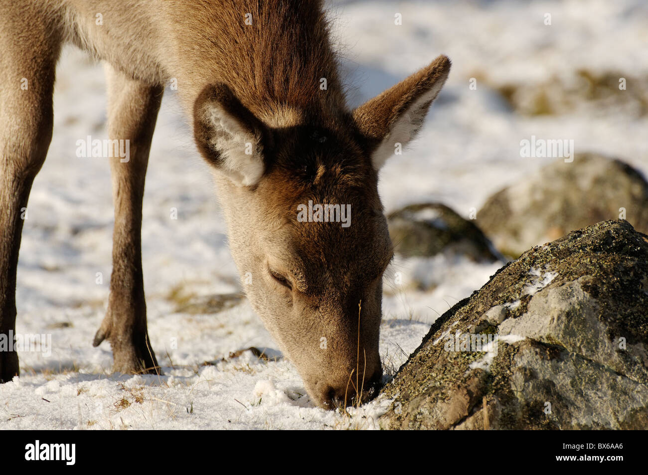 Ein weibliches Rotwild im Schnee, Kincraig, Schottland Stockfoto