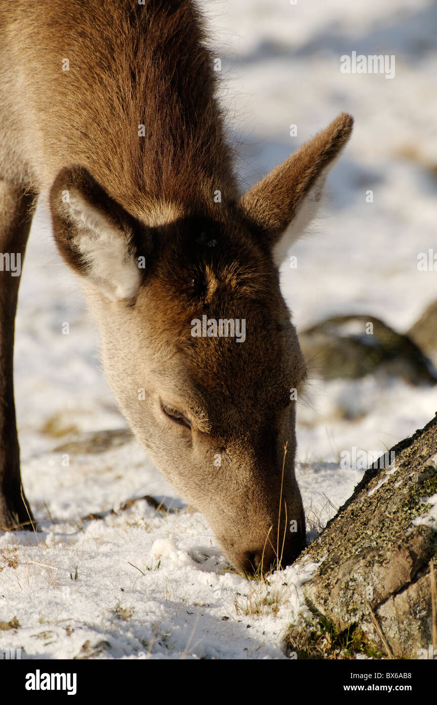 Ein weibliches Rotwild im Schnee, Kincraig, Schottland Stockfoto