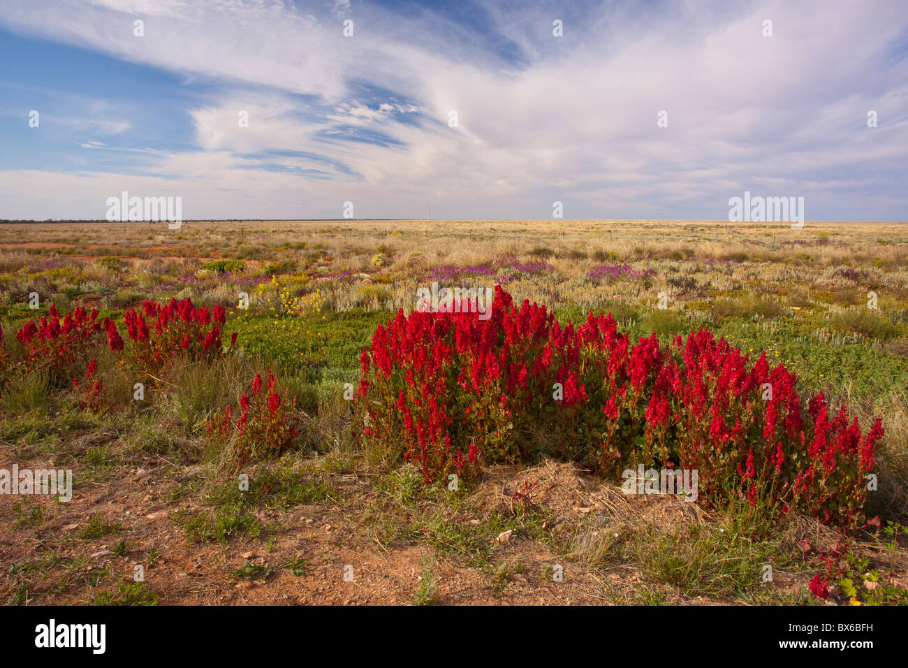 Rote wilde Hopfen auf dem Barrier Highway zwischen Broken Hill und Wilcannia Road, New-South.Wales Stockfoto