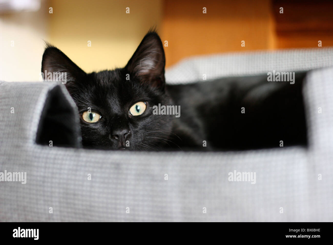 Schwarze Katze im Bett Stockfoto