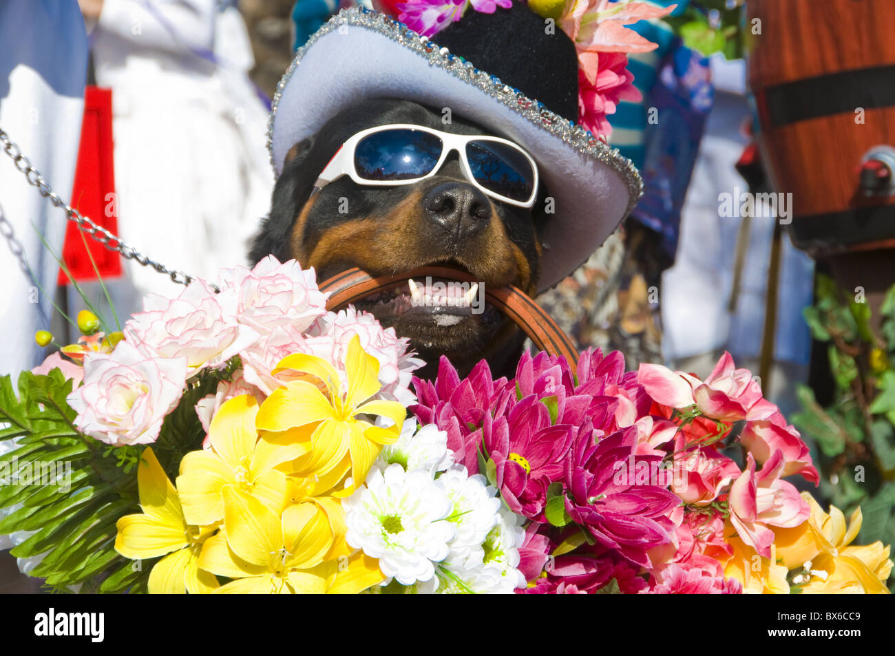 Hund mit Blumen auf dem Jahrmarkt in Funchal, Madeira, Portugal, Europa Stockfoto