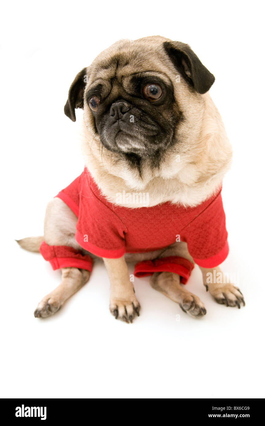 Mops-Dressed up für Weihnachten, Isolated on White Background. Stockfoto