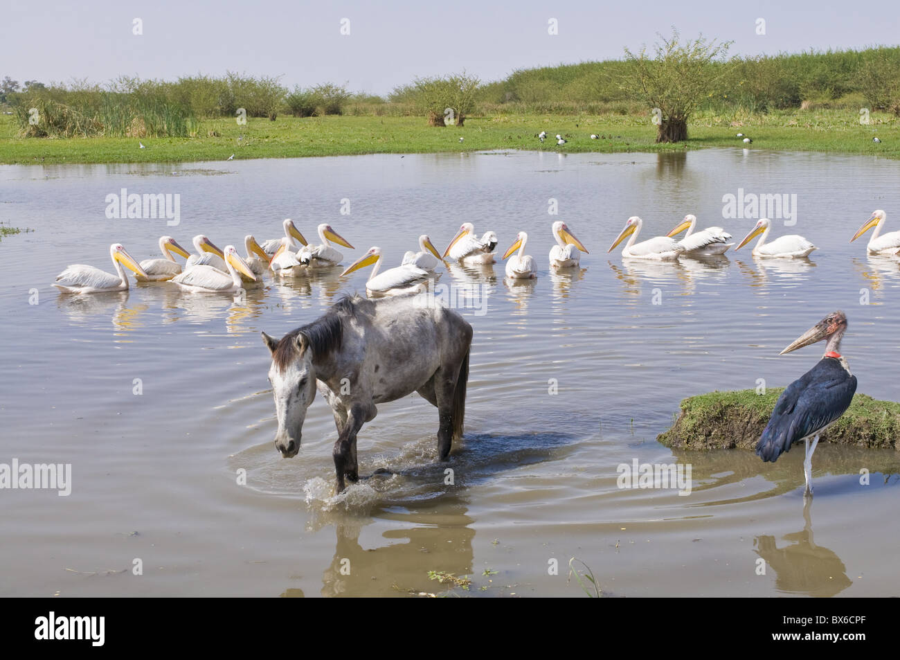 Parco nazionale di abiata shala Fotos und Bildmaterial in hoher