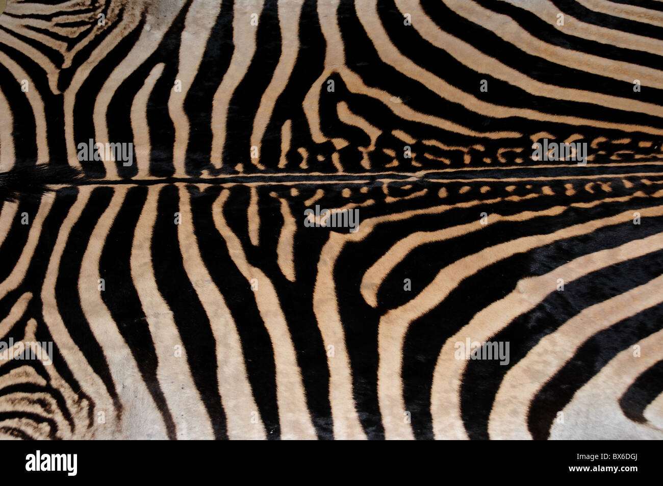 Ein Zebrafell Teppich. Stockfoto