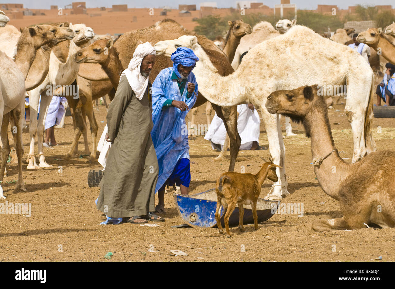 Männer, die Handel mit Kamelen auf dem Kamelmarkt von Nouakchott, Mauretanien, Afrika Stockfoto