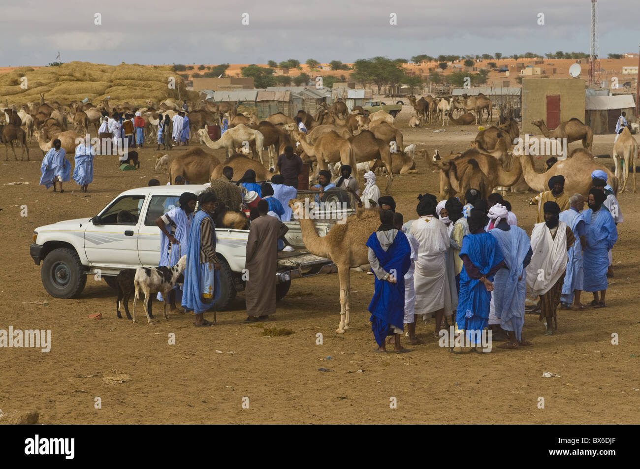 Männer, die Handel mit Kamelen auf dem Kamelmarkt von Nouakchott, Mauretanien, Afrika Stockfoto