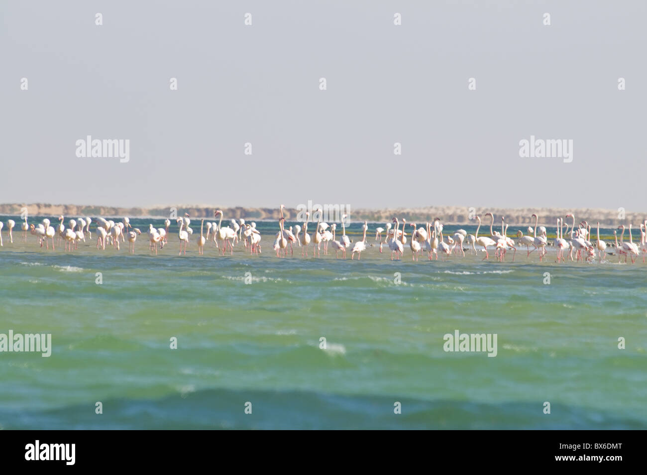 Flamingos (Phoenicopteridae) stehend auf einer Sandbank Banc d ' Arguin, UNESCO World Heritage Site, Mauretanien, Afrika Stockfoto