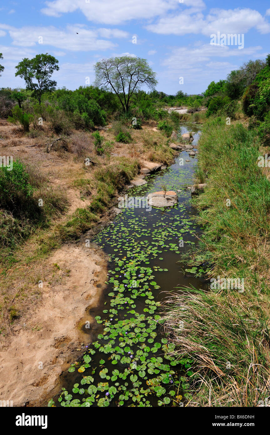 Tierische Fußspuren in der Nähe einer Wasserstelle. Stockfoto