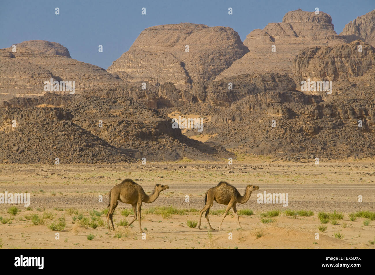 Kamele in der Wüste Sahara Tassili n ' Ajjer, Algerien, Nordafrika, Afrika Stockfoto