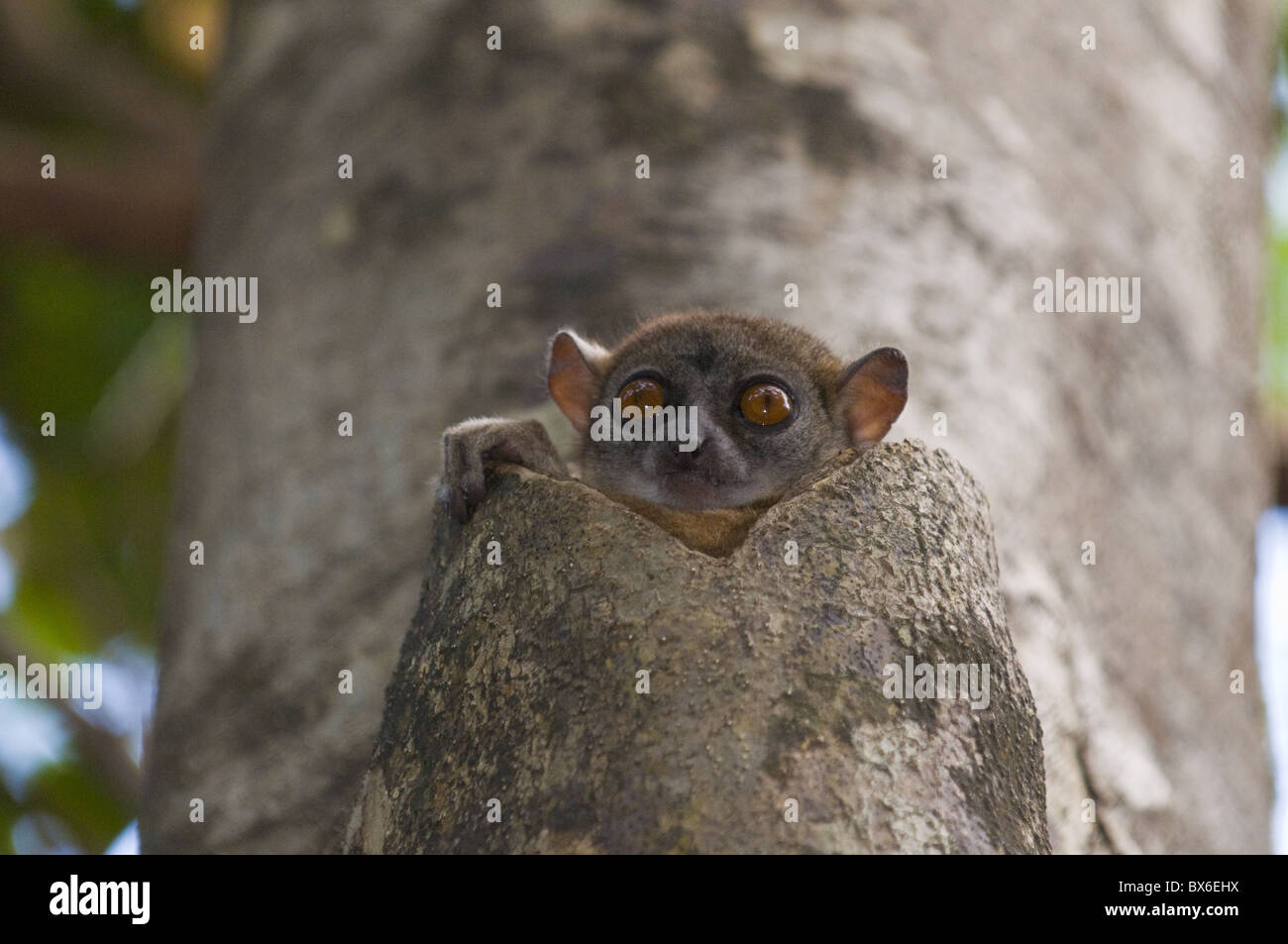 Lepilemur Ankaranensis (Ankarana Sportive Lemur), Ankarana Nationalpark, Madagaskar, Afrika Stockfoto