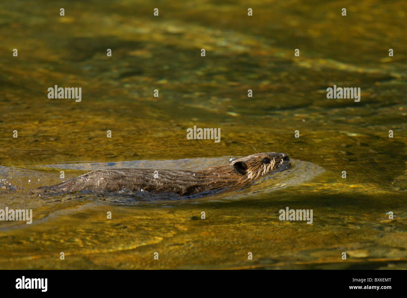 Biber (Castor Canadensis) Stockfoto