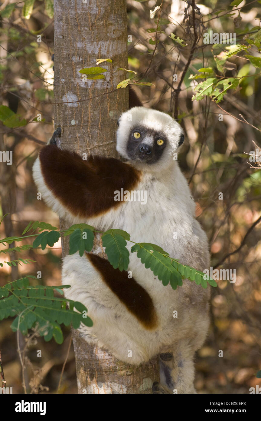 Coquerel Sifaka (Propithecus Coquereli), Ankarafantsika Nationalpark, Madagaskar, Afrika Stockfoto