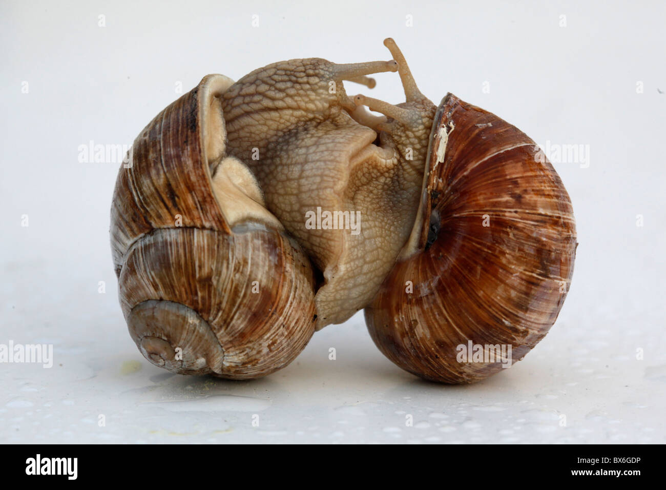 Helix Pomatia, Burgunder Schnecken, römische Schnecke Stockfoto