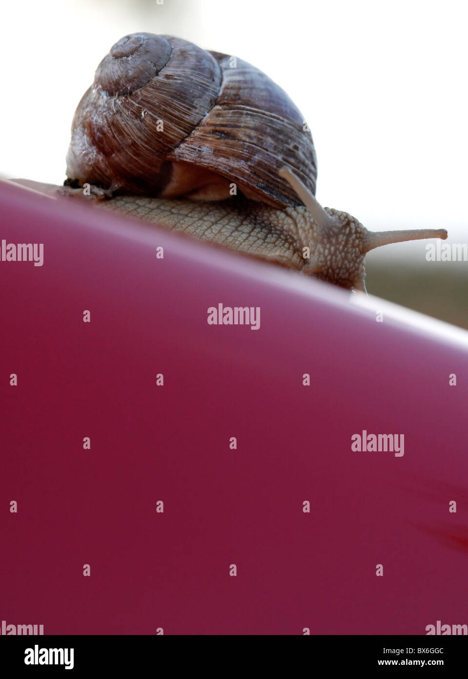 Helix Pomatia, Burgunder Schnecken, römische Schnecke Stockfoto