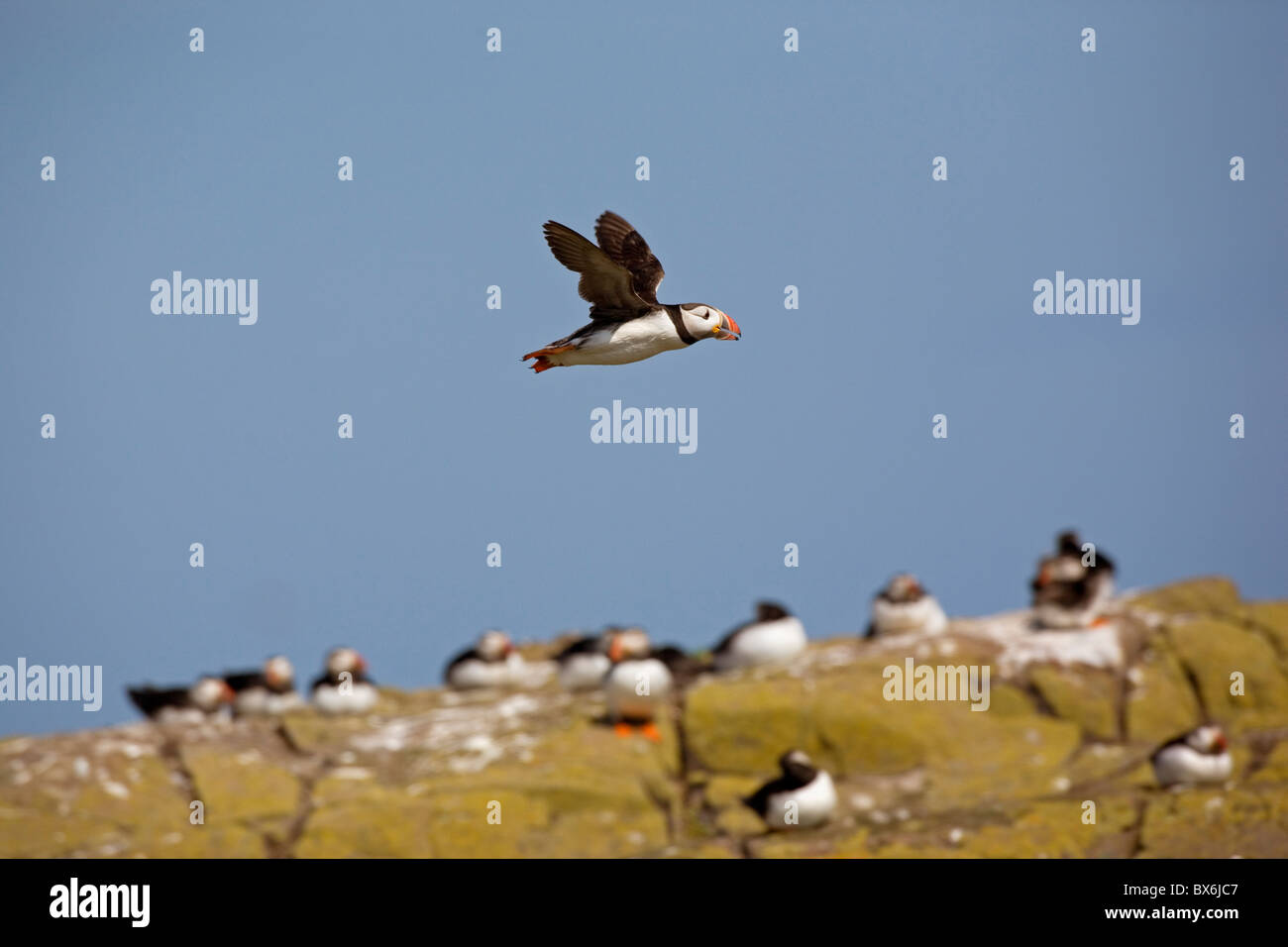 Papageientaucher fliegen über die Farne Islands - Fratercula arctica Stockfoto